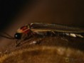 /album/coleoptera/lampyris-noctiluca-jpg/